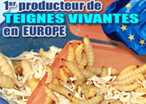 Vers de farine vivants jumbo pour la pêche - Boite de 125cc - Produit en  France